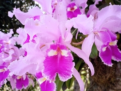 Cattleya warscewiczii