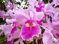Cattleya warscewiczii