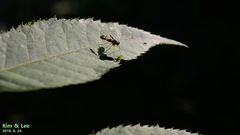 Condylostylus nebulosus