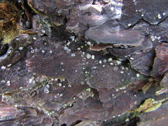 Propolis farinosa