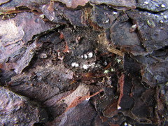 Propolis farinosa