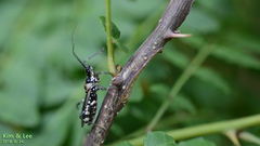 Sphedanolestes impressicollis