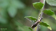 Sphedanolestes impressicollis