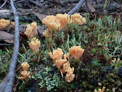 Ramaria lorithamnus