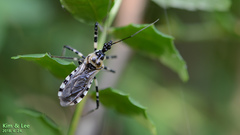 Sphedanolestes impressicollis