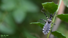 Sphedanolestes impressicollis