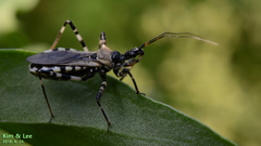 Sphedanolestes impressicollis
