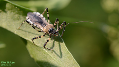 Sphedanolestes impressicollis