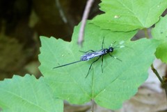 Echthrus niger