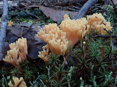 Ramaria lorithamnus