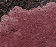 Hypoxylon rubiginosum