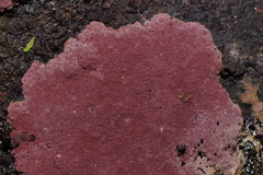 Hypoxylon rubiginosum