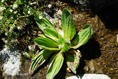 Plantago subnuda