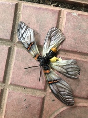 Lepidoptera