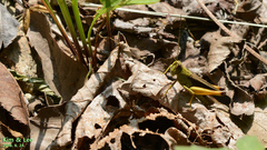 Megaulacobothrus aethalinus