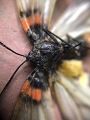 Lepidoptera