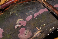 Hypoxylon rubiginosum