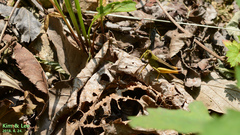 Megaulacobothrus aethalinus