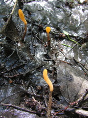 Mitrula lunulatospora