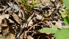 Megaulacobothrus aethalinus