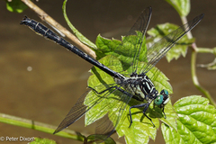 Stenogomphurus rogersi