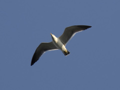 Larus crassirostris