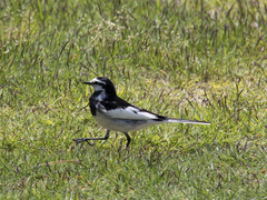 Motacilla alba lugens
