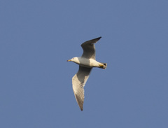 Larus crassirostris