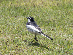 Motacilla alba lugens