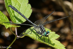 Stenogomphurus rogersi