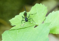 Echthrus niger