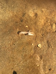 Trypaea australiensis