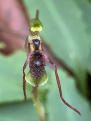 Chiloglottis diphylla