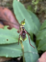 Chiloglottis diphylla