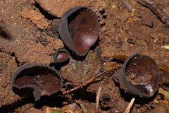 Urnula campylospora
