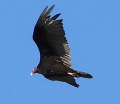 Cathartes aura image