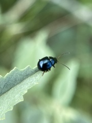 Brachypnoea lecontei