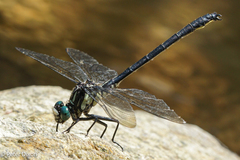 Stenogomphurus rogersi