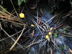 Mitrula elegans