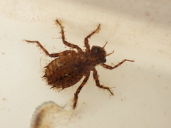 Epitheca spinigera