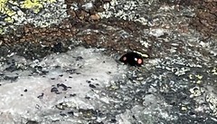 Hyperaspis bigeminata