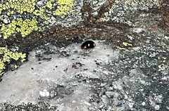 Hyperaspis bigeminata