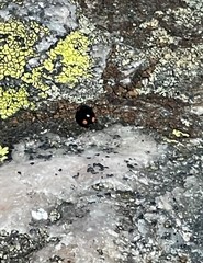 Hyperaspis bigeminata