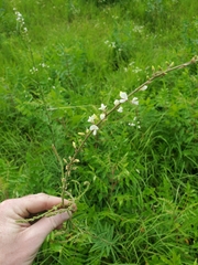 Desmodium sessilifolium