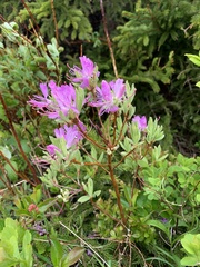Rhododendron canadense