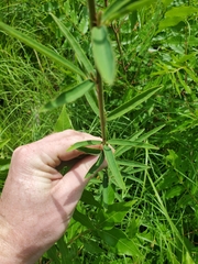 Desmodium sessilifolium