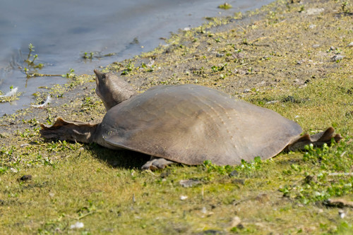 iNaturalist observation photo of Spiny Softshell
