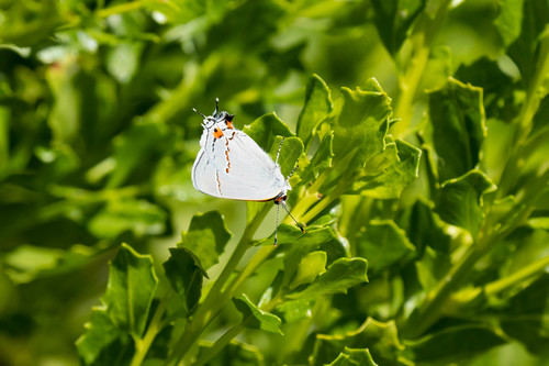 iNaturalist observation photo of Gray Hairstreak