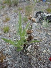 Pyrrocoma carthamoides