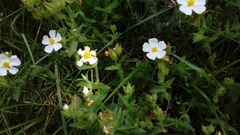 Cistus psilosepalus